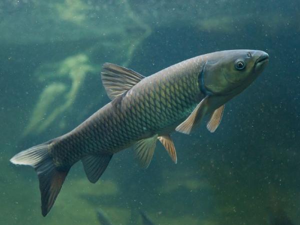 Chiêm bao thấy cá trắm chết