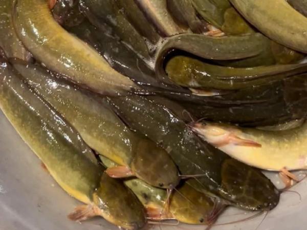 Giải pháp phong thủy giúp hóa giải vận hạn từ giấc mơ cá trê