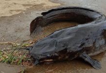 Nằm mơ thấy cá trê đen