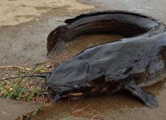 Nằm mơ thấy cá trê đen