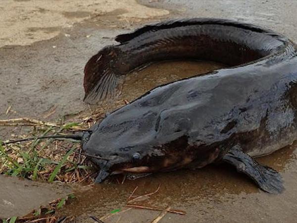 Nằm mơ thấy cá trê đen