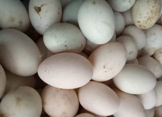 Mơ thấy trứng vịt lộn, trứng vịt nở con có điềm gì