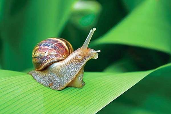 Nằm mơ thấy ốc có ý nghĩa gì? Có phải điềm báo tài lộc?