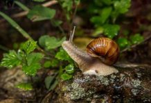 Chiêm bao thấy ốc bám vào cơ thể