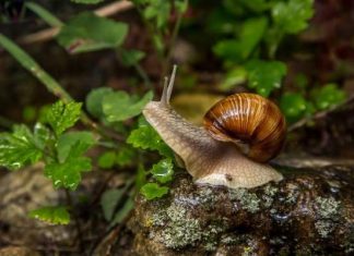 Chiêm bao thấy ốc bám vào cơ thể