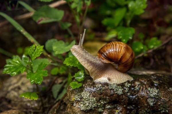 Chiêm bao thấy ốc bám vào cơ thể