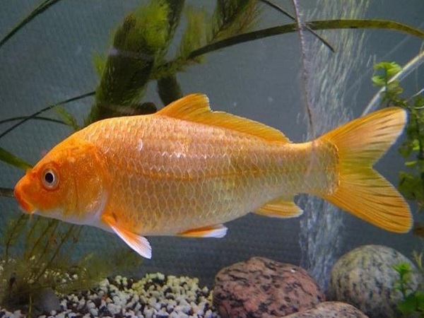 Ý nghĩa chung khi mơ thấy cá vàng