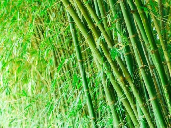 Nằm mơ thấy tre là điềm gì?