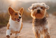 Mơ thấy 2 con chó có ý nghĩa gì, số mấy tài lộc?