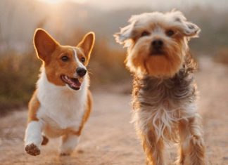 Mơ thấy 2 con chó có ý nghĩa gì, số mấy tài lộc?