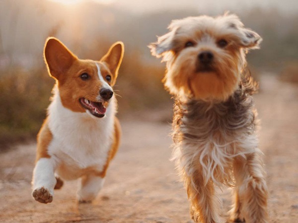 Mơ thấy 2 con chó có ý nghĩa gì, số mấy tài lộc?