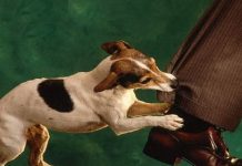 Nằm mơ thấy bị chó cắn chân là điềm gì, số mấy?