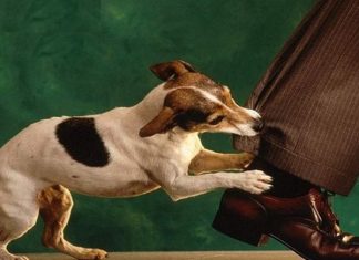 Nằm mơ thấy bị chó cắn chân là điềm gì, số mấy?