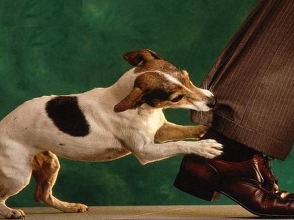 Nằm mơ thấy bị chó cắn chân là điềm gì, số mấy?