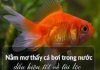 Nằm mơ thấy cá bơi trong nước có ý nghĩa gì, số gì may?