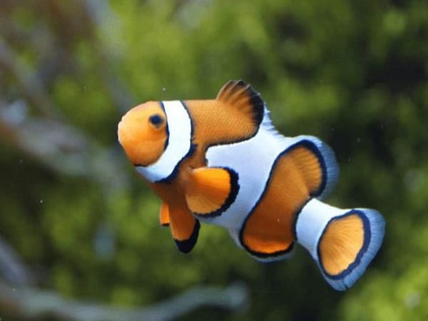 Giải mã chi tiết các giấc mơ thấy cá bơi trong nước