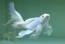 Cách hóa giải vận xui khi nằm mộng thấy cá trắng