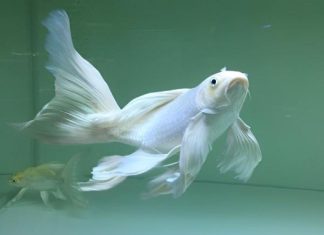 Cách hóa giải vận xui khi nằm mộng thấy cá trắng