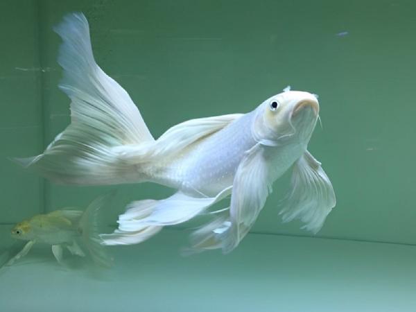 Cách hóa giải vận xui khi nằm mộng thấy cá trắng