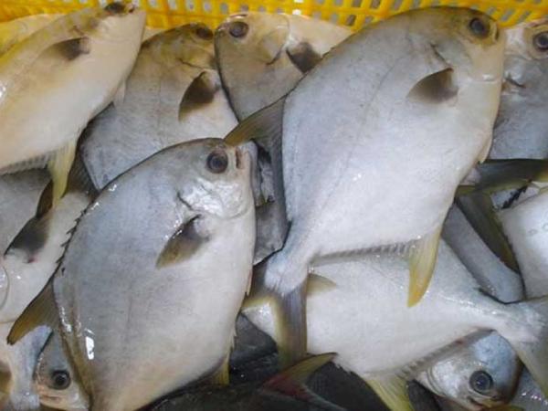 Nằm mơ thấy cá trắng chết