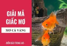 Nằm mơ thấy cá vàng là điềm gì, hên hay xui, số gì may?