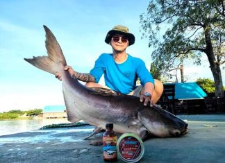 Nằm mơ thây câu cá là có điềm gì trong cuộc sống