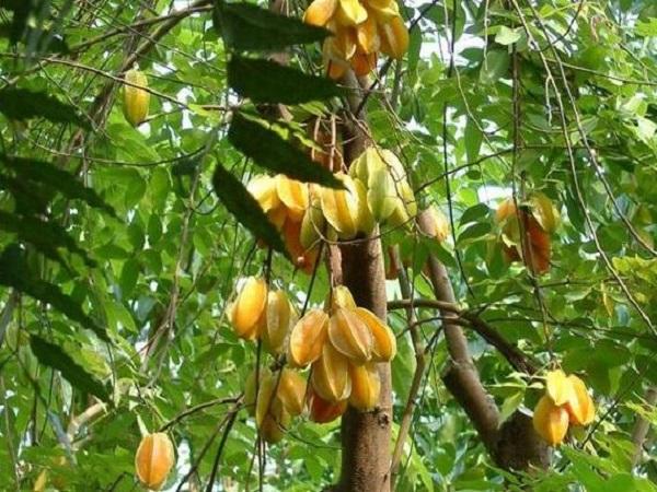 Giải mã chi tiết các giấc mơ thấy cây khế