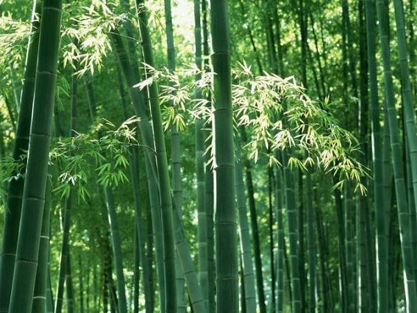 Giải mã chi tiết các giấc mơ thấy cây tre