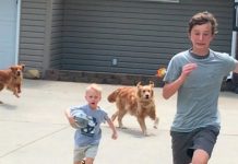 Mơ thấy chó đuổi có điềm gì, số mấy thay đổi vận mệnh?