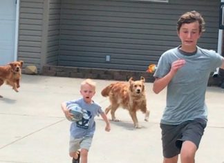 Mơ thấy chó đuổi có điềm gì, số mấy thay đổi vận mệnh?