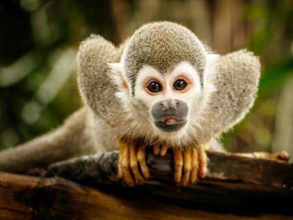 Nằm mơ thấy khỉ là điềm gì? Liệu mang may mắn hay cảnh báo?