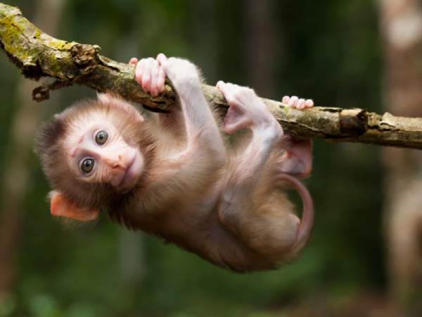 Chiêm bao thấy mình nuôi khỉ