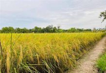 Nằm mơ thấy lúa mang ý nghĩa gì có số gì may mắn Nằm mơ thấy lúa mang ý nghĩa gì có số gì may mắn