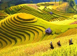 Nằm mơ thấy lúa chín có điềm gì may mắn hay xui xẻo