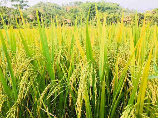 Nằm mơ thấy lúa chín có điềm gì may mắn hay xui xẻo Nằm mơ thấy lúa chín có điềm gì may mắn hay xui xẻo