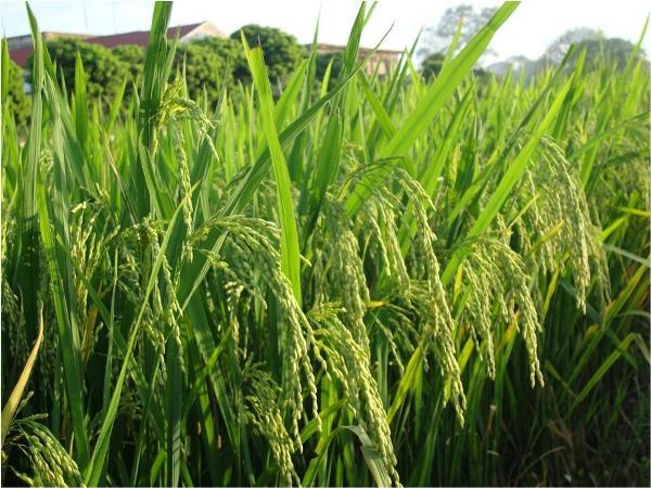 Nằm mơ thấy lúa mang ý nghĩa gì có số gì may mắn