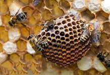 Nằm mơ thấy ong là điềm gì? Có phải tín hiệu của may mắn?