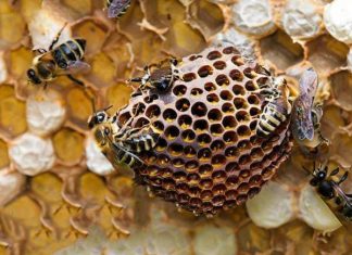 Nằm mơ thấy ong là điềm gì? Có phải tín hiệu của may mắn?