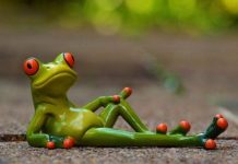 Nằm mơ thấy ếch là điềm gì? Điềm lành hay xui rủi sắp tới