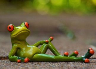 Nằm mơ thấy ếch là điềm gì? Điềm lành hay xui rủi sắp tới