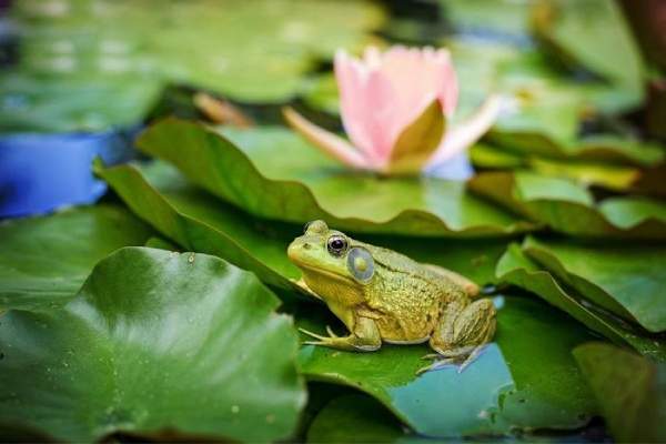 Chiêm bao thấy bắt ếch