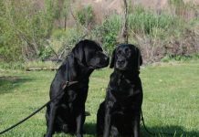 Nằm mơ thấy chó mực là điềm gì, có số nào thu hút tài lộc? Nằm mơ thấy chó mực là điềm gì, có số nào thu hút tài lộc?