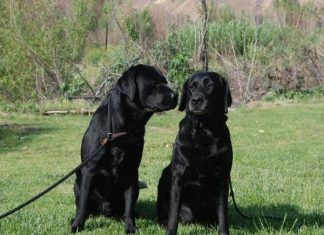 Nằm mơ thấy chó mực là điềm gì, có số nào thu hút tài lộc?