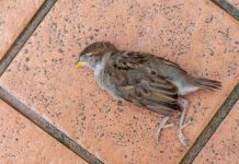 Nằm mơ thấy chim chết là điềm gì, nên kiêng kỵ gì không? Nằm mơ thấy chim chết là điềm gì, nên kiêng kỵ gì không?