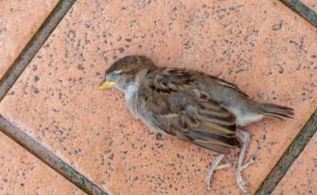 Nằm mơ thấy chim chết là điềm gì, nên kiêng kỵ gì không?