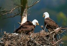 Nằm mơ thấy chim đại bàng là điềm gì, chọn con gì phát tài? Mơ thấy nuôi chim đại bàng