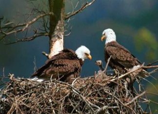 Mơ thấy nuôi chim đại bàng