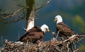 Mơ thấy nuôi chim đại bàng