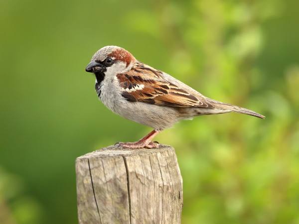 Chiêm bao thấy chim sẻ làm tổ