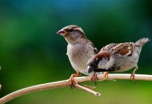 Luận giải ý nghĩa giấc mơ thấy chim sẻ chuẩn tâm linh